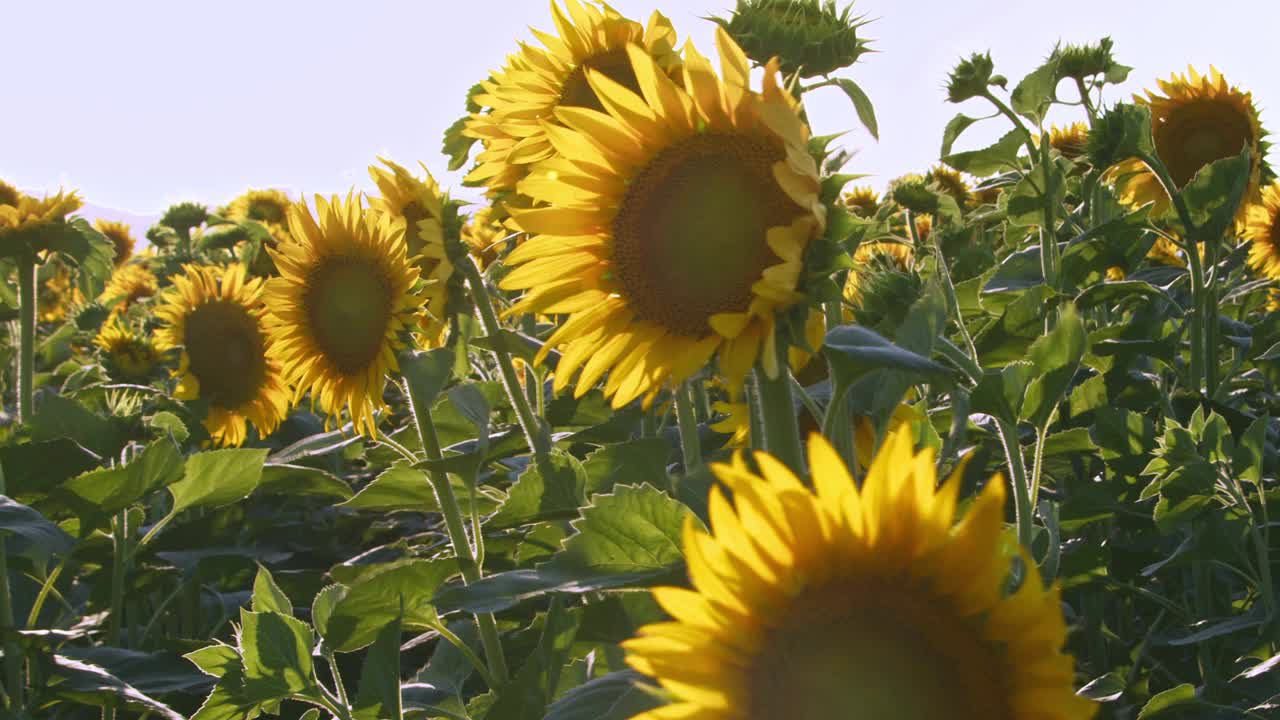 蔚蓝无云夏日的向日葵田视频素材