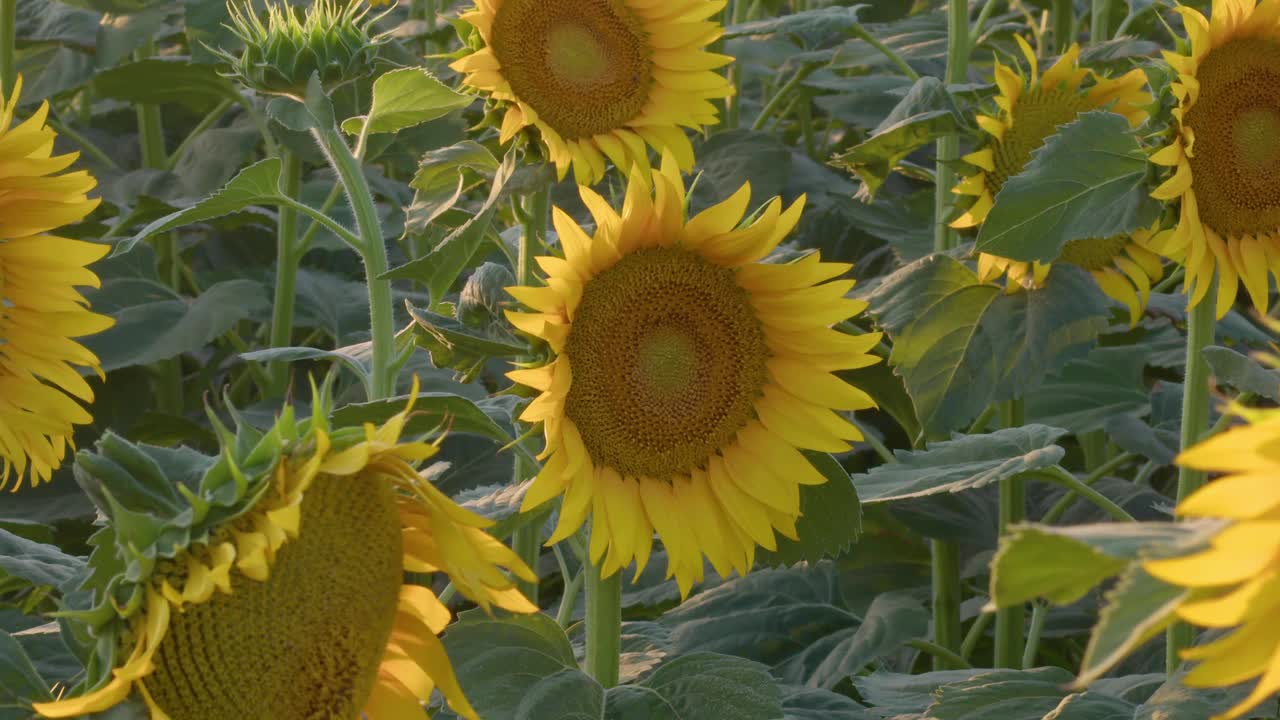 蔚蓝无云夏日的向日葵田视频素材