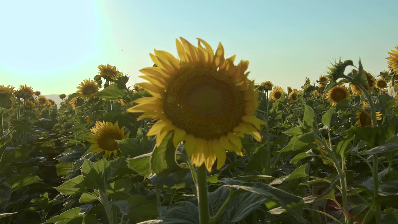 蔚蓝无云夏日的向日葵田视频素材