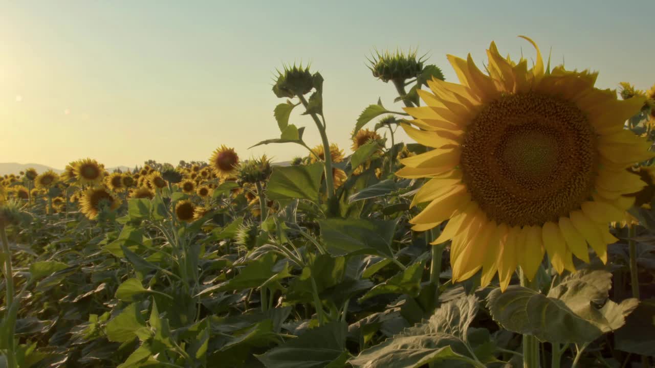 收获季节食品油准备向日葵视频素材