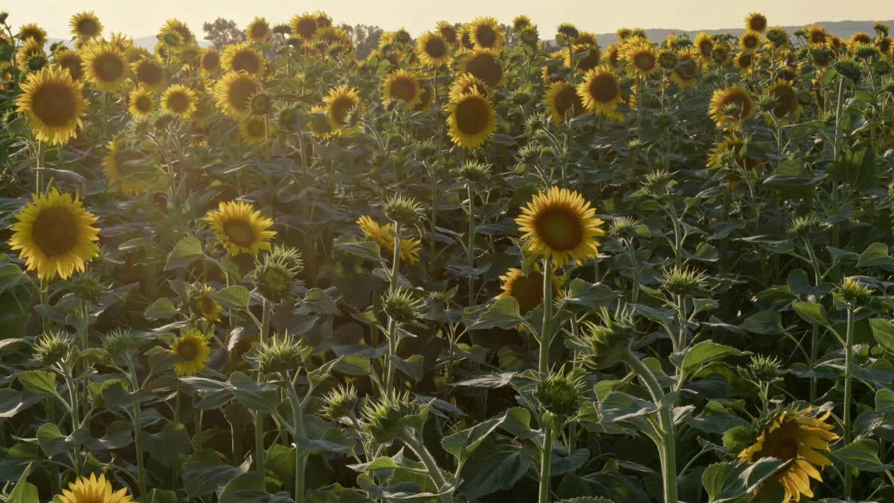 收获季节食品油准备向日葵视频素材