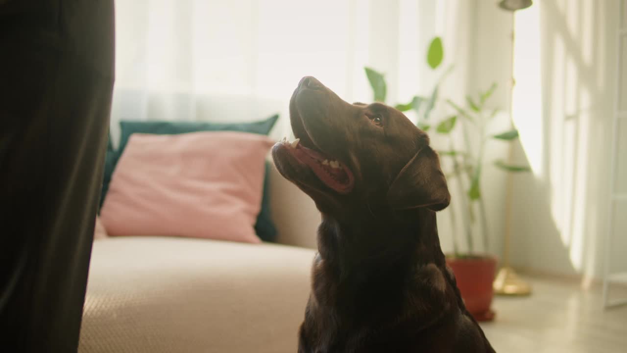 拉布拉多犬特写。棕色猎犬发出指令，训练，服从小狗摆姿势。快乐家养动物概念，最好的朋友，在家放松，吐舌呼吸。视频素材