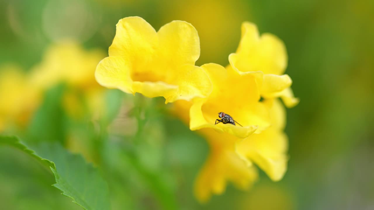 黄花与蜜蜂视频素材