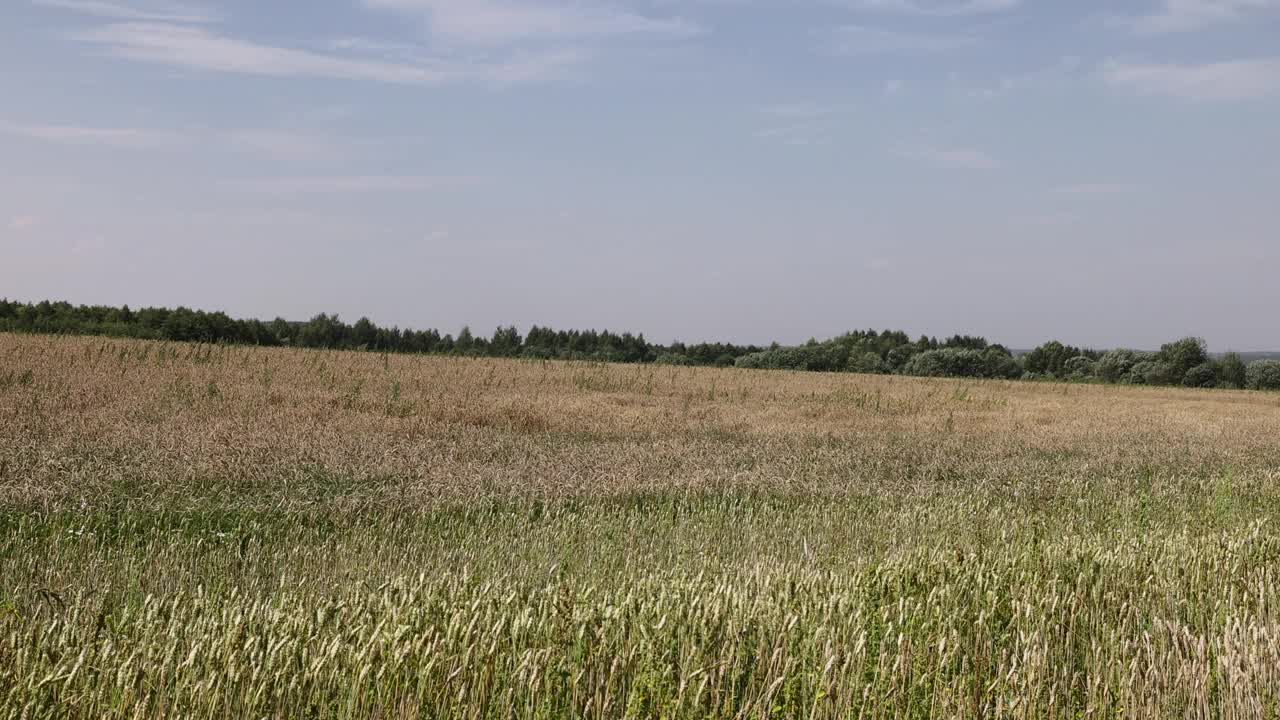 收获期间，田地里有昂贵的小麦视频素材