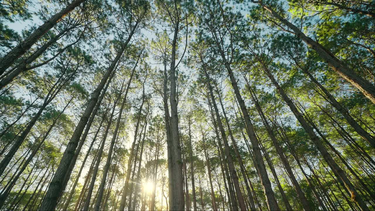 森林里的松树。松树的美丽景色。阳光下高大的松树。当松树林仰望蓝天。松树在夏日阳光明媚视频素材