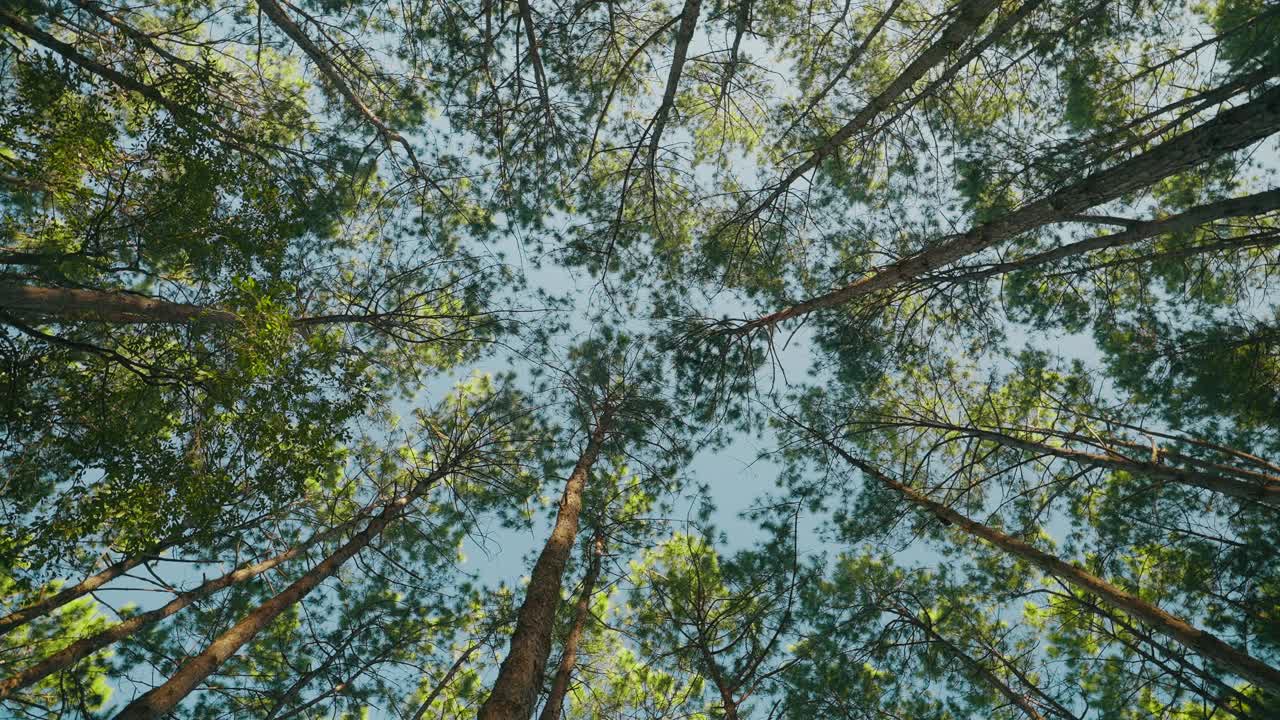 松树在森林和阳光的底部视图。阳光下高大的松树。森林中松树的低角度视图。透过森林里的松树顶可以看到天空视频素材