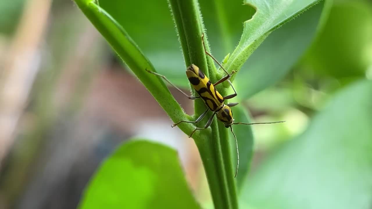 天牛是天牛亚科天牛科圆颈长角甲虫的一个属。视频素材