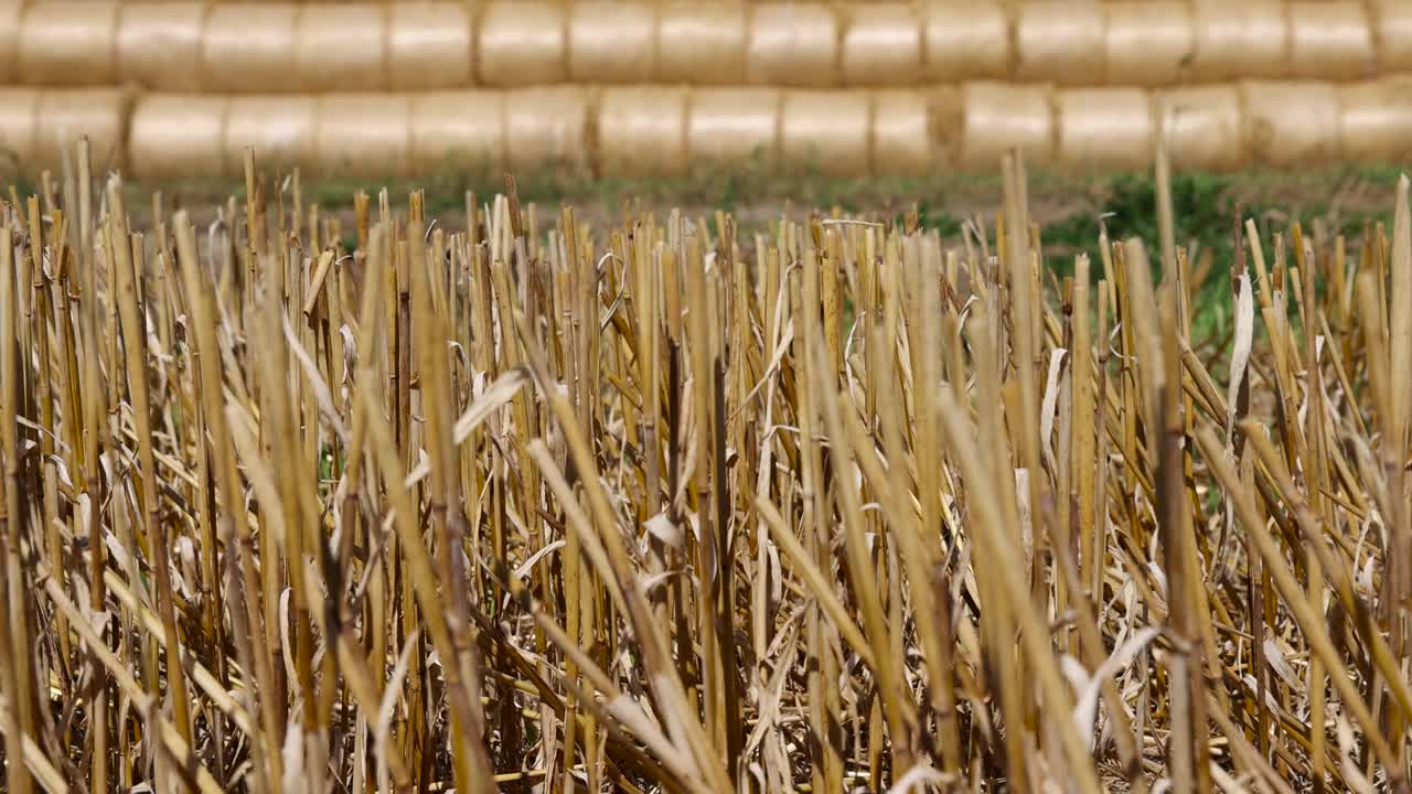 夏末收获后的麦秸成堆视频素材