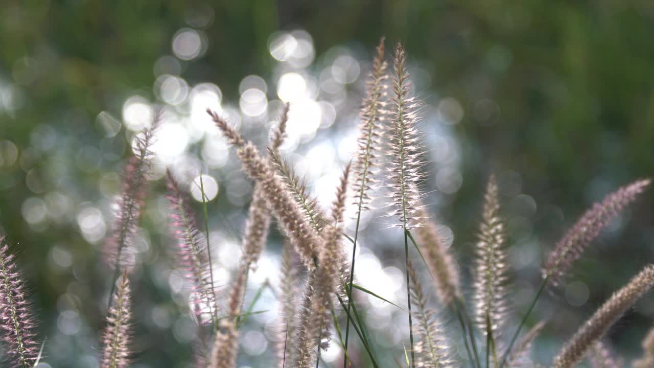 芦苇花视频下载