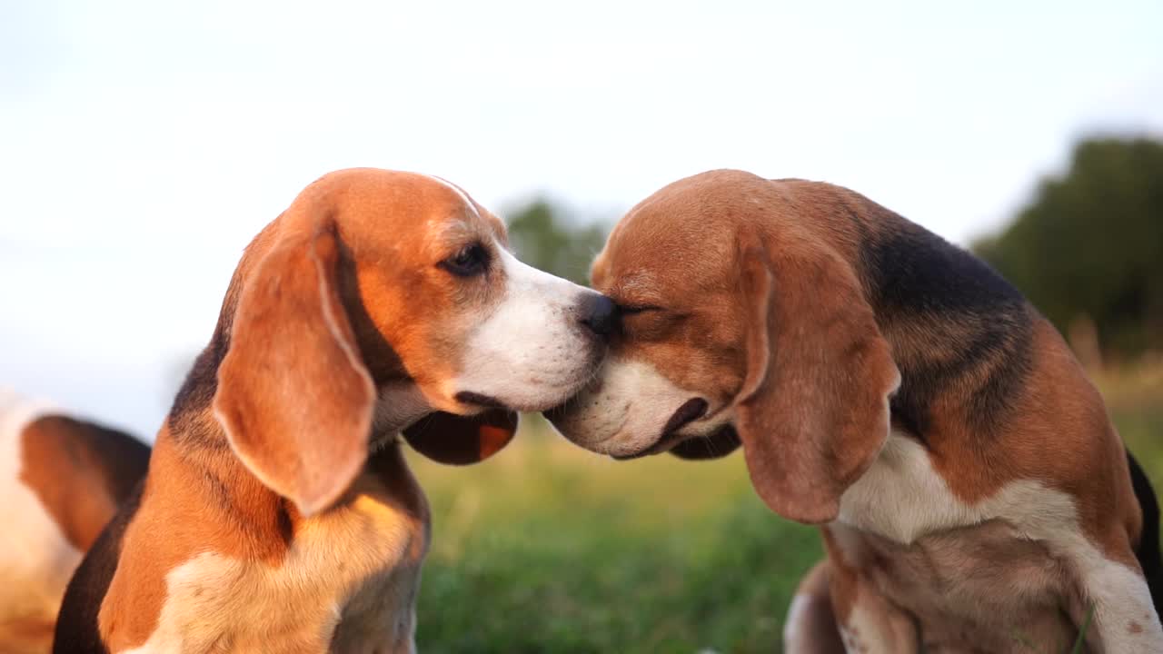 一只可爱的三色比格犬坐在草地上亲吻另一只比格犬，慢动作。视频素材