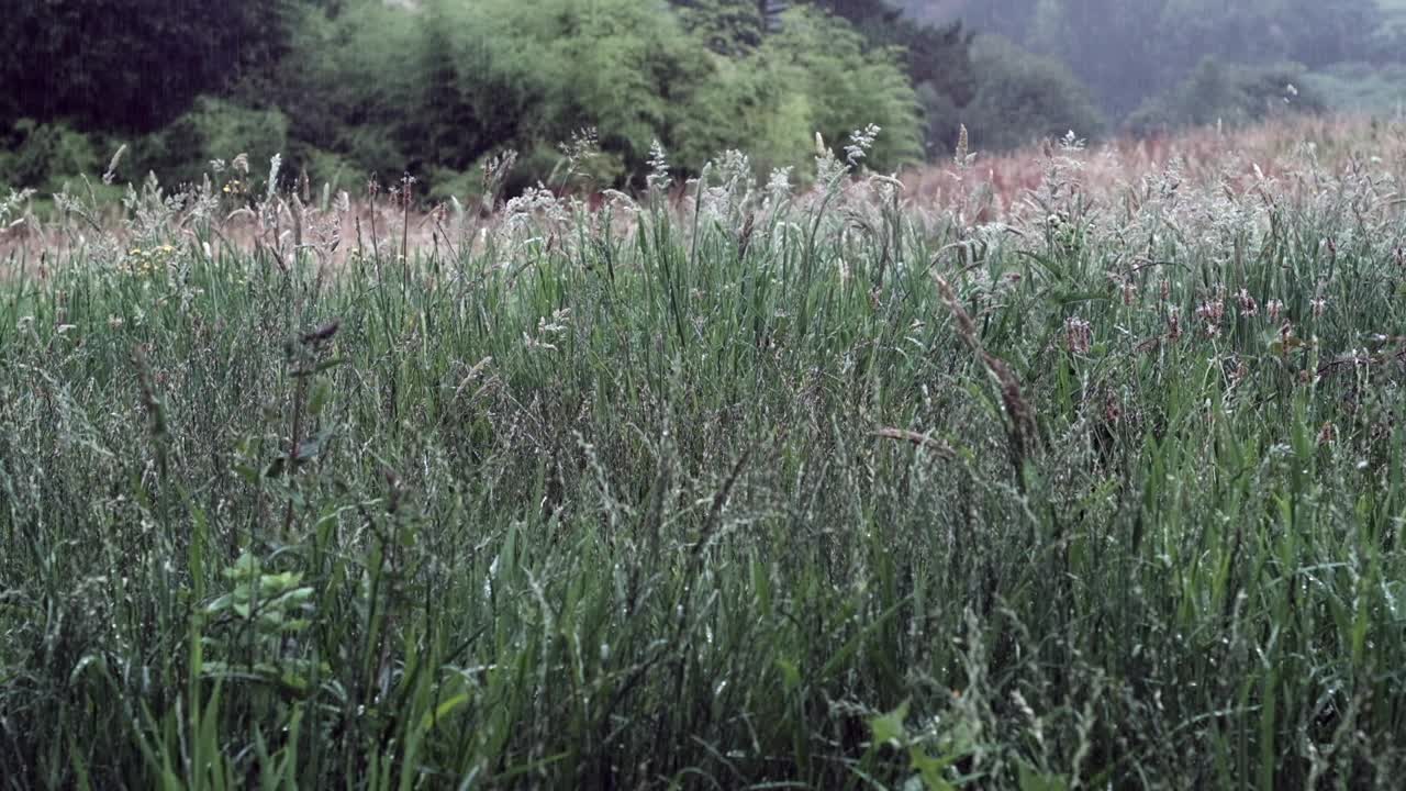 苍翠的宁静:被雨吻过的草原视频素材