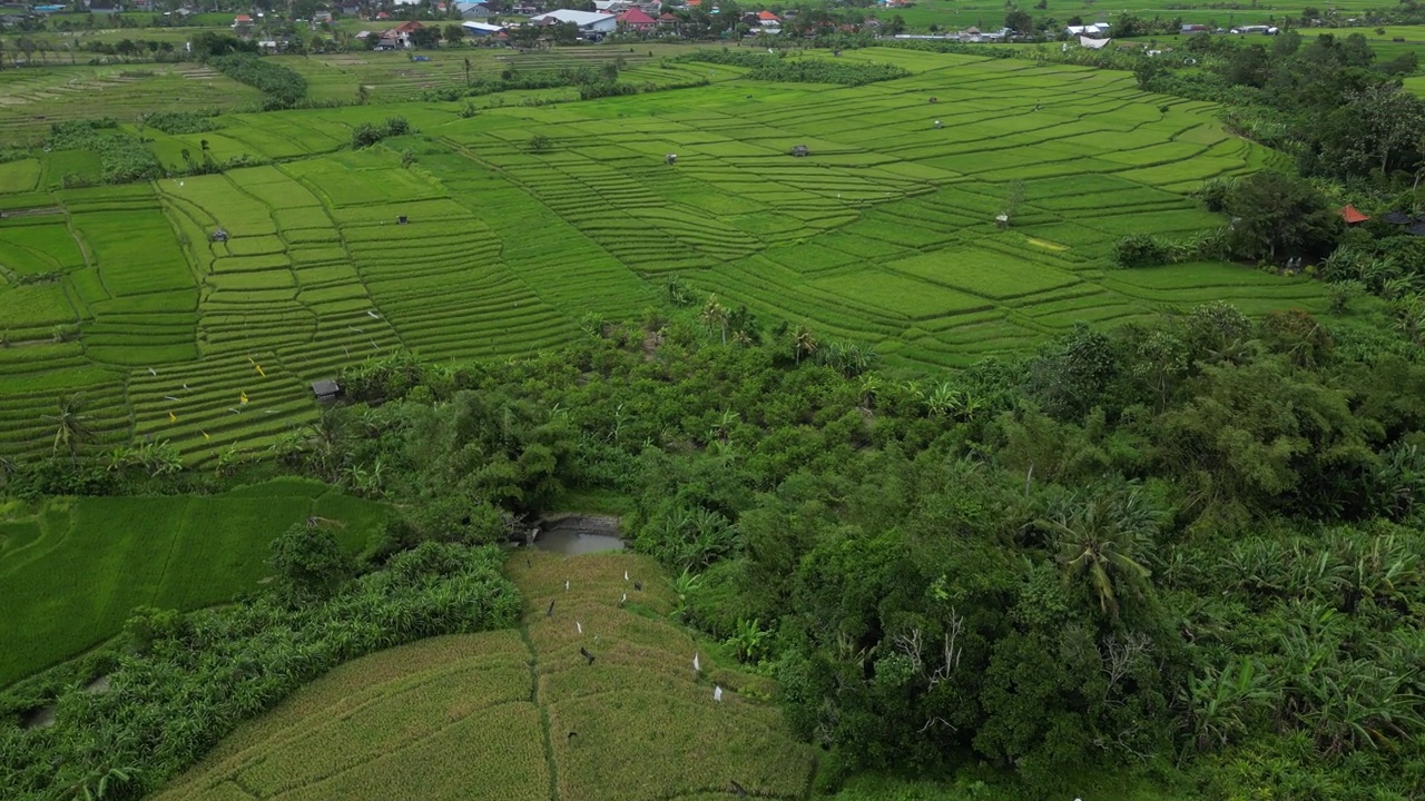 印尼巴厘岛南部日落后的稻田。天线。视频素材