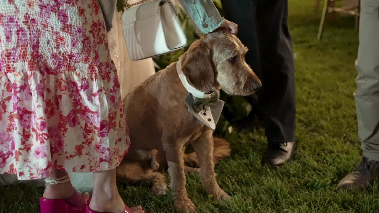 优雅的犬类风格。在庆祝活动或家庭聚会上穿着燕尾服和领结的狗。衣冠楚楚的优雅犬。在时尚派对或家庭活动中穿着燕尾服和领结的狗视频下载