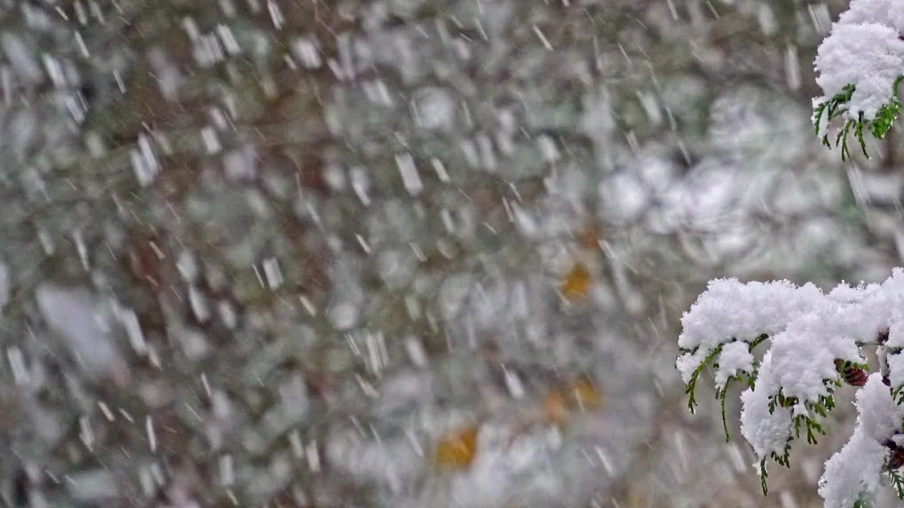 一棵落叶松的树枝上覆盖着柔软洁白的新雪视频下载