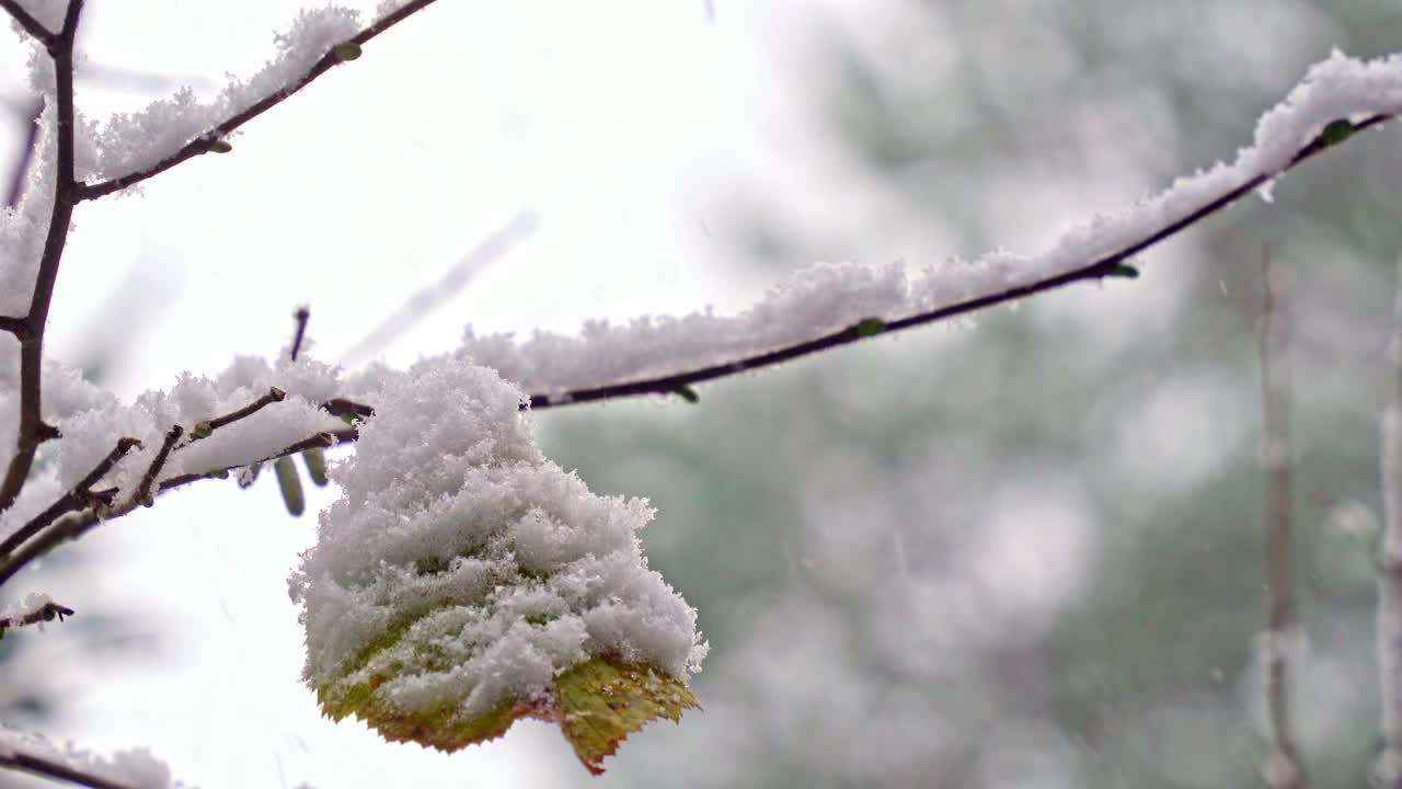 在下雪时，树枝上被雪覆盖的秋叶，冬天开始的概念视频下载