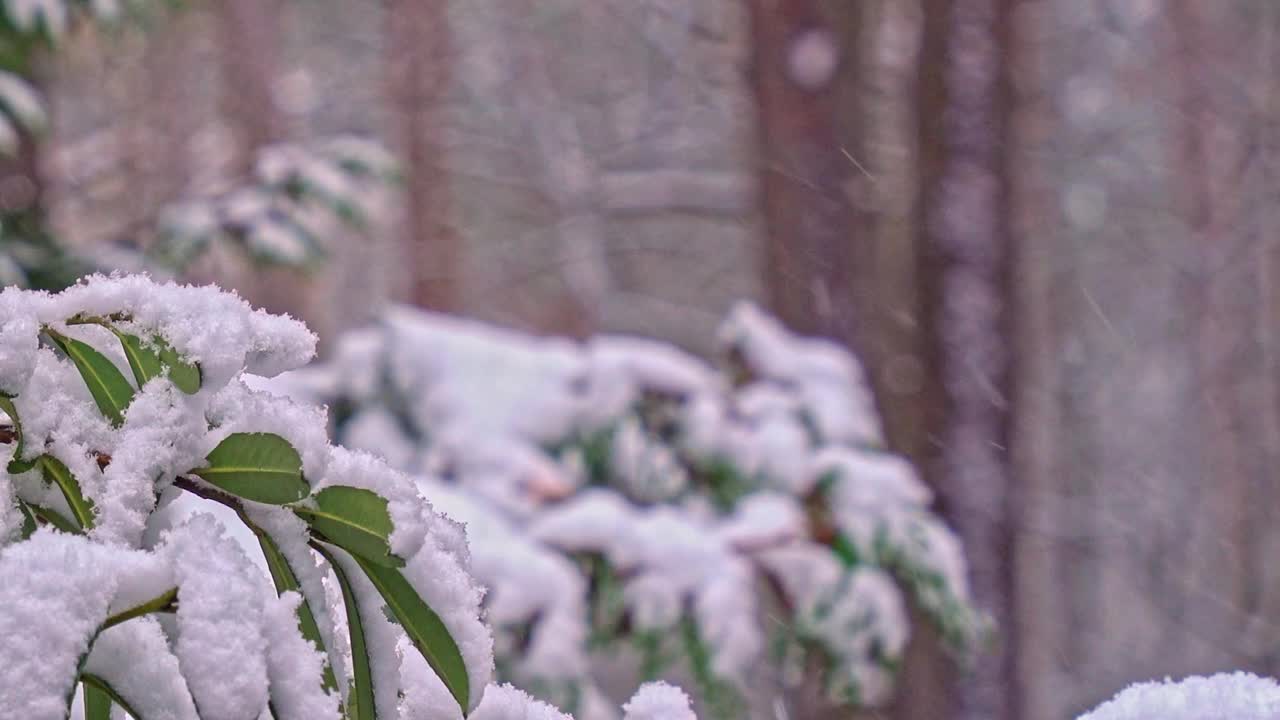 下雪时花园中月桂灌木被雪覆盖的叶子和树枝视频下载