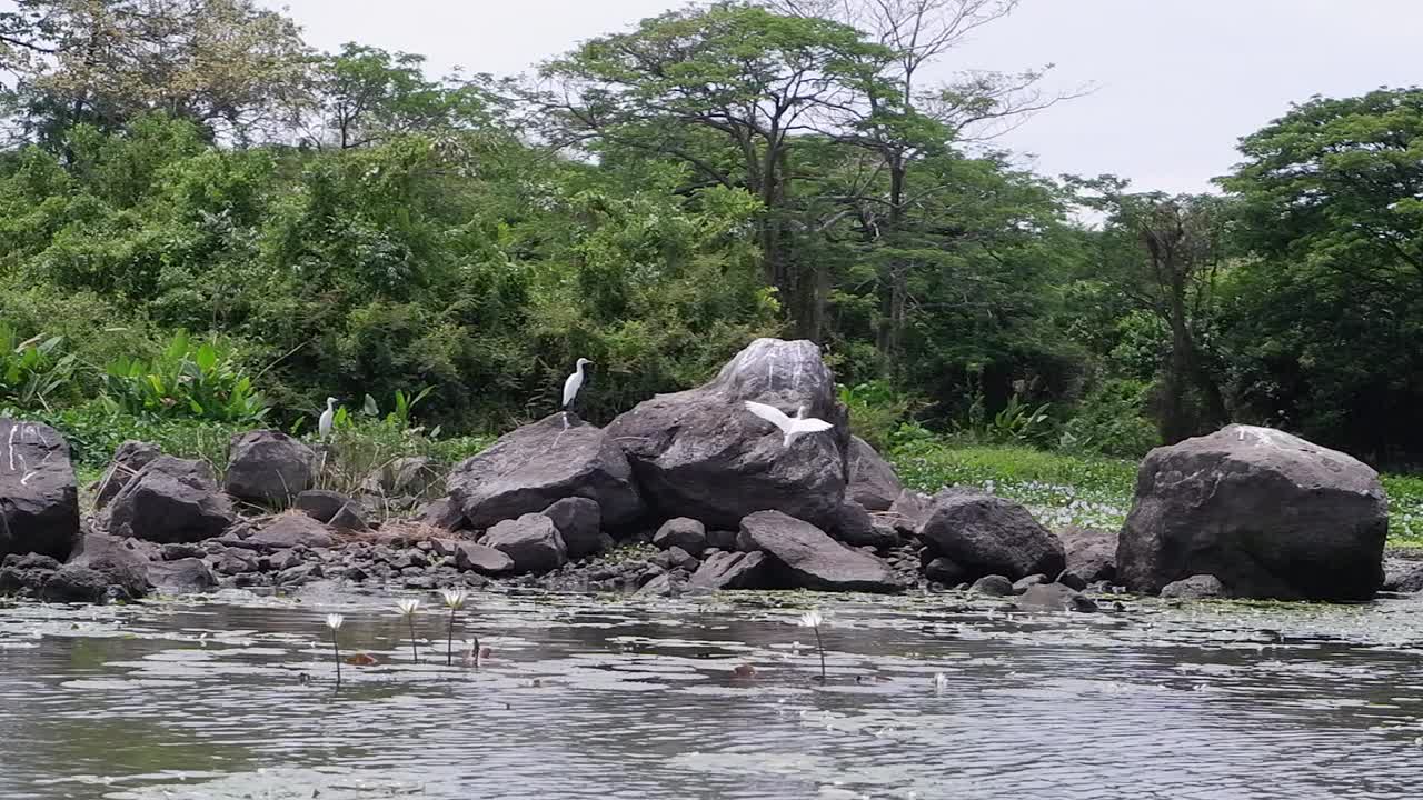 水车拍摄:白鹭在丛林湿地沼泽的巨石上视频素材