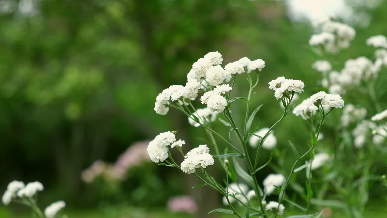 珍珠石榴花的白色花朵。盛开的双钻石特写。自然，春天的概念。花卉园艺。喷嚏草，喷嚏草，私生子，法国仙女视频素材