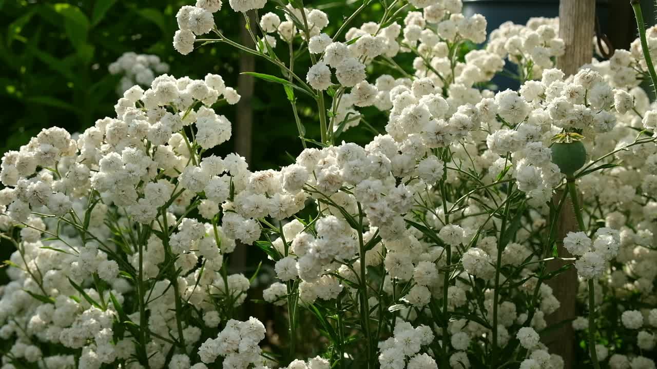 珍珠石榴花的白色花朵。盛开的双钻石特写。自然，春天的概念。花卉园艺。喷嚏草，喷嚏草，私生子，法国仙女视频素材