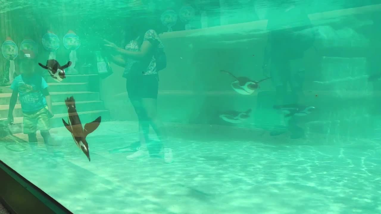 在水族馆游泳的非洲企鹅视频下载