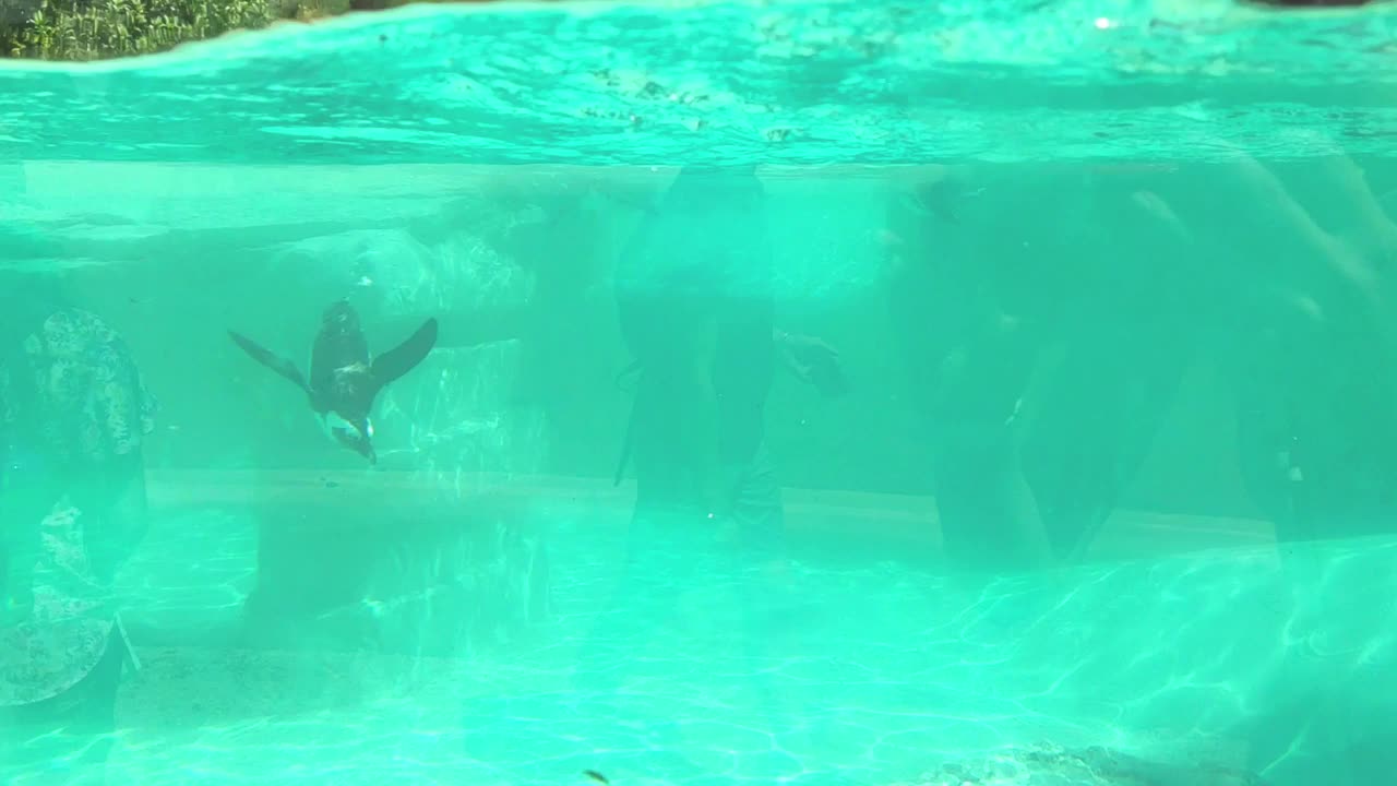 在水族馆游泳的非洲企鹅视频下载