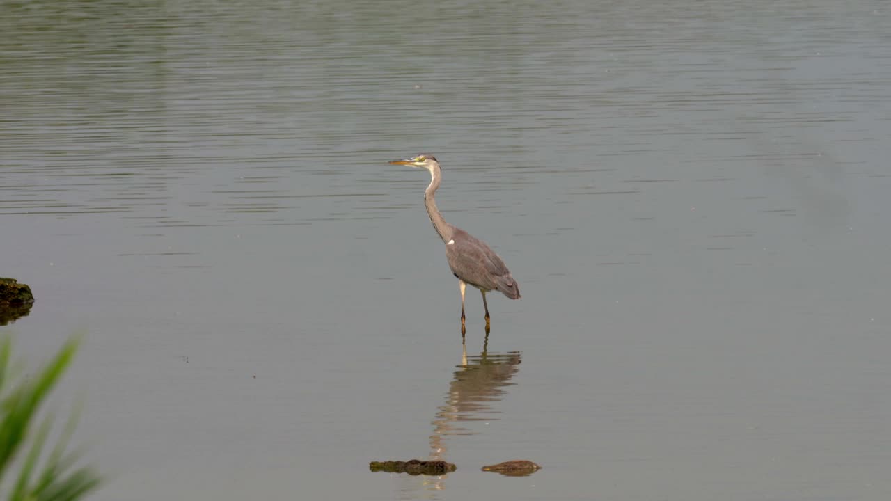 灰鹭(Ardea cinerea)飞行视频素材