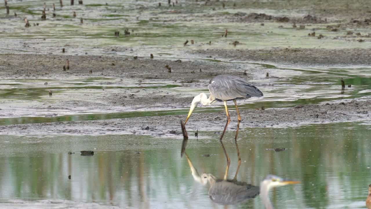 灰鹭(Ardea cinerea)捕捉鲶鱼视频素材