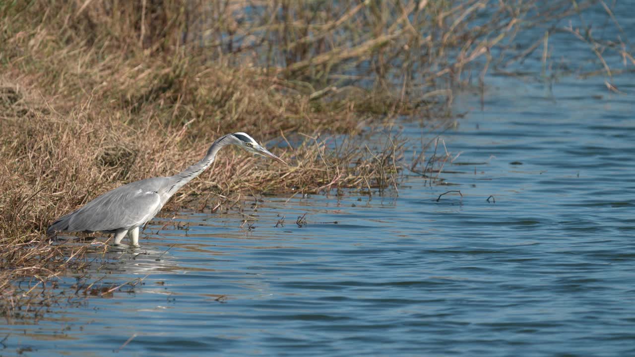 灰鹭(Ardea cinerea)正在捕鱼视频素材