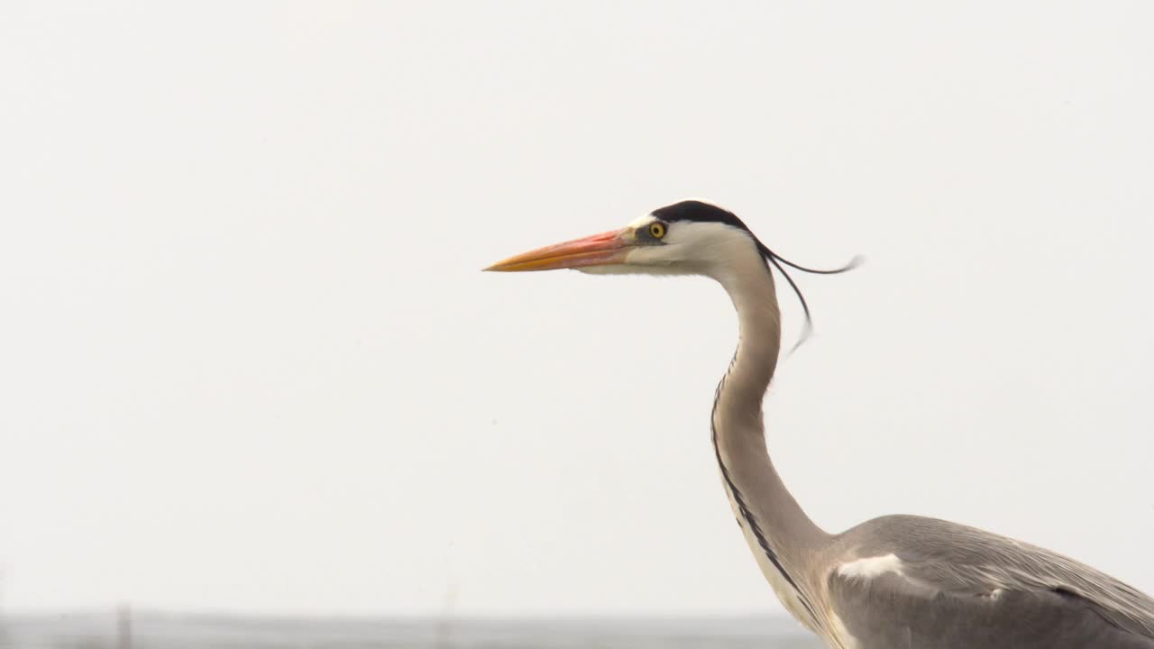 灰苍鹭(Ardea cinerea)肖像视频素材