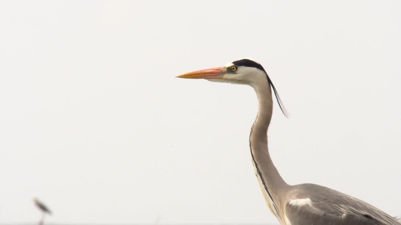 灰苍鹭(Ardea cinerea)肖像视频素材