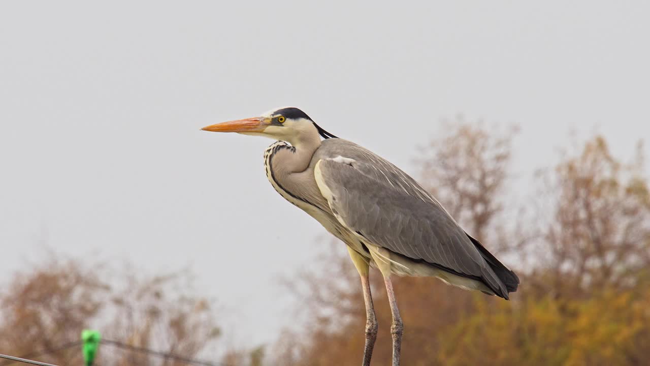 灰苍鹭(Ardea cinerea)肖像视频素材