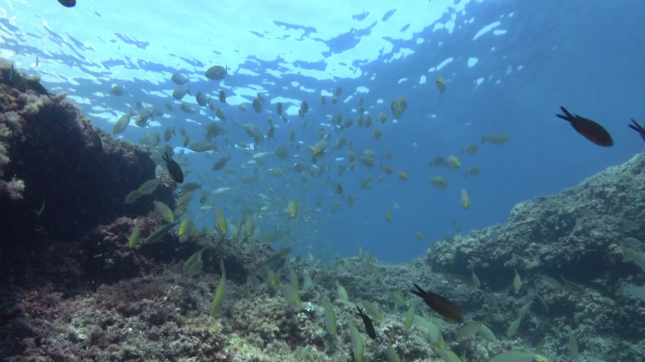 水下的海洋生物——地中海暗礁上的金色带状鱼群视频素材