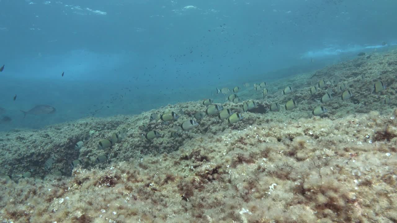 海洋生物——马略卡岛珊瑚礁上的琥珀鱼和两个带状鱼群视频素材