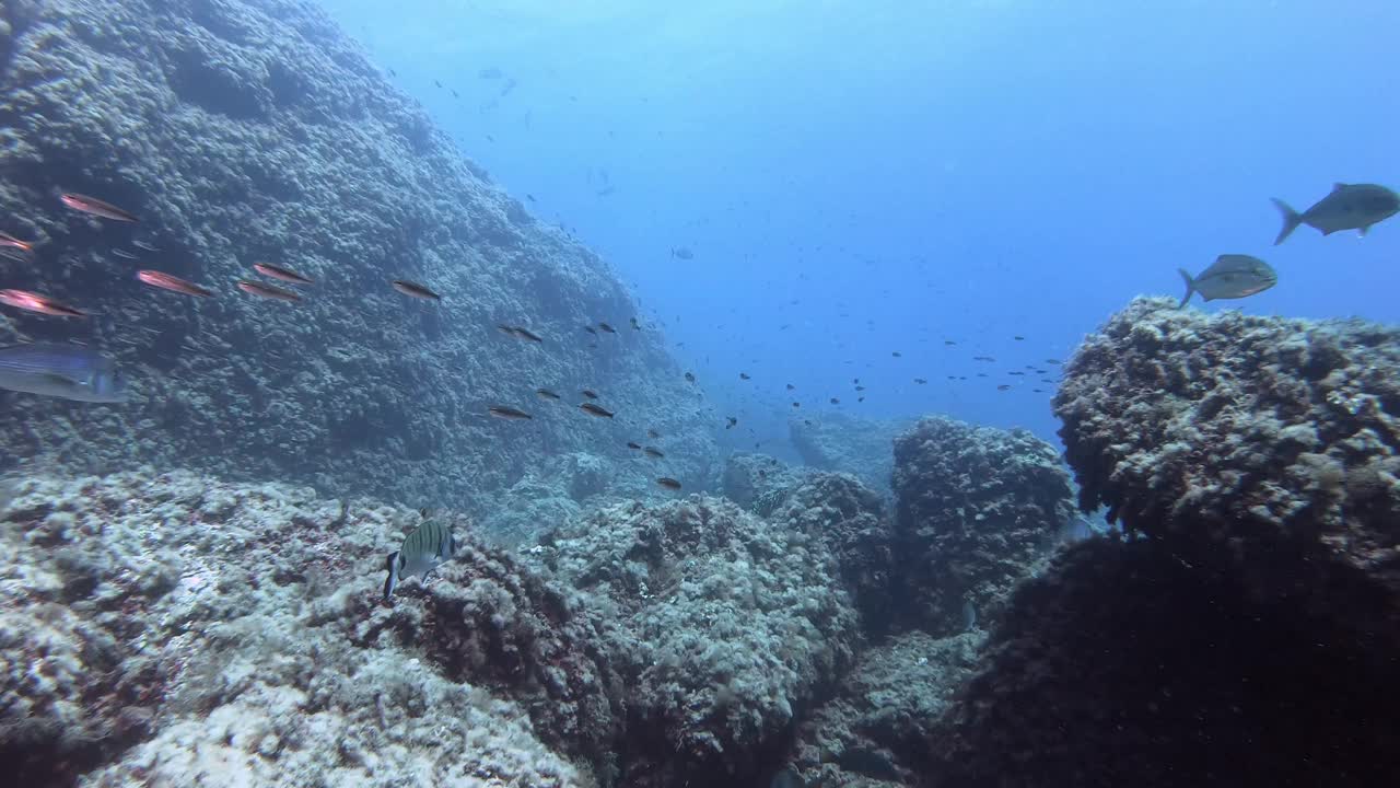 水下景观-石斑鱼，杰克鱼和小鱼群视频素材