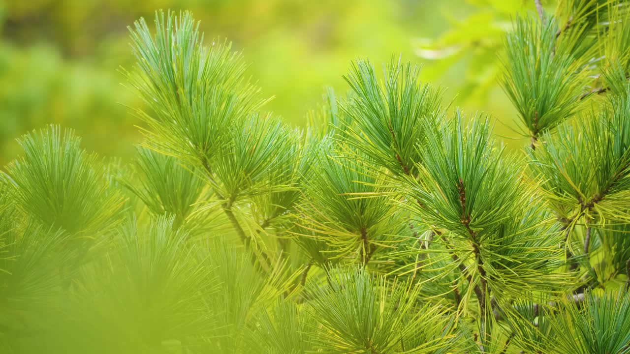 马尾松(Pinus Massoniana)近照，马尾松是一种原产于台湾、中国和越南的松树视频素材