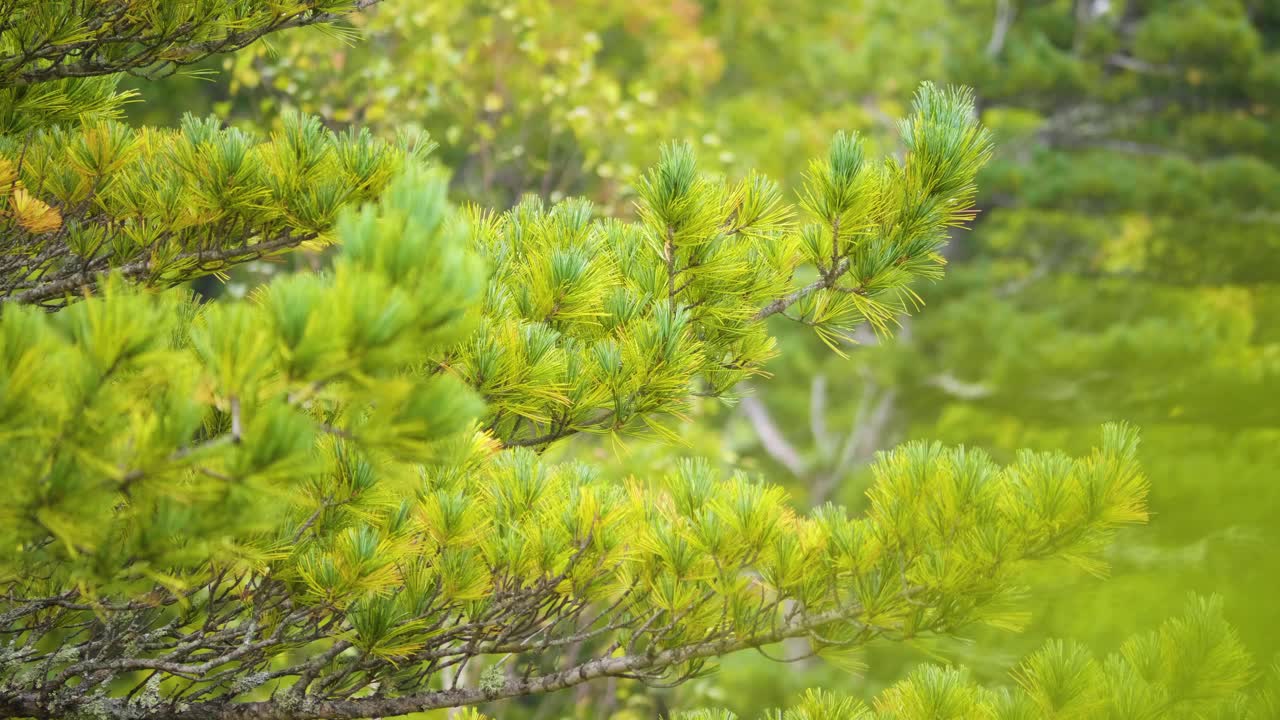 马尾松植物近照，中国红松的一种视频素材