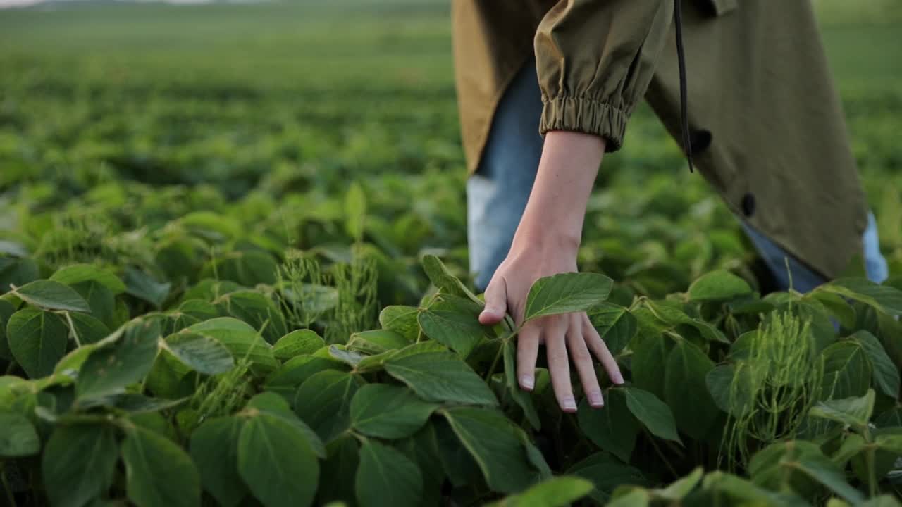 大豆农业。面目全非的女农民触摸绿色大豆植株的叶子。农艺师控制、检查和检查大豆种植和未来收成。农业综合企业和农业概念视频素材