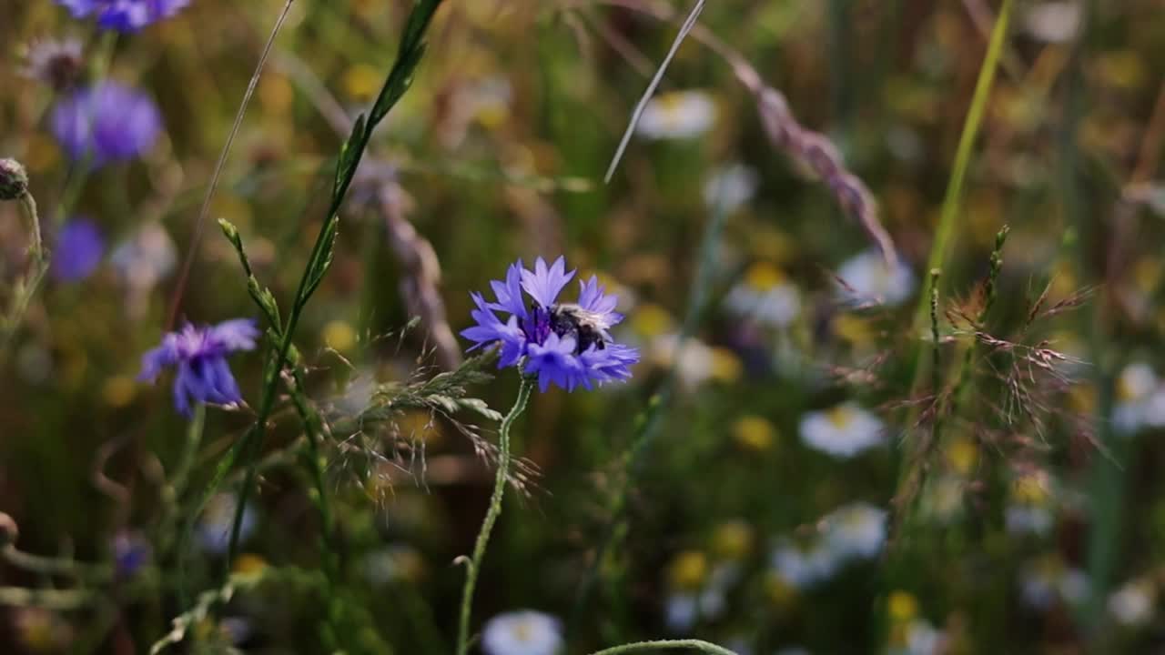 (近景)一只蜜蜂在草地上采集花蜜，为一只野生的蓝色矢车菊授粉，然后飞走了。夏日里的野生动物视频素材