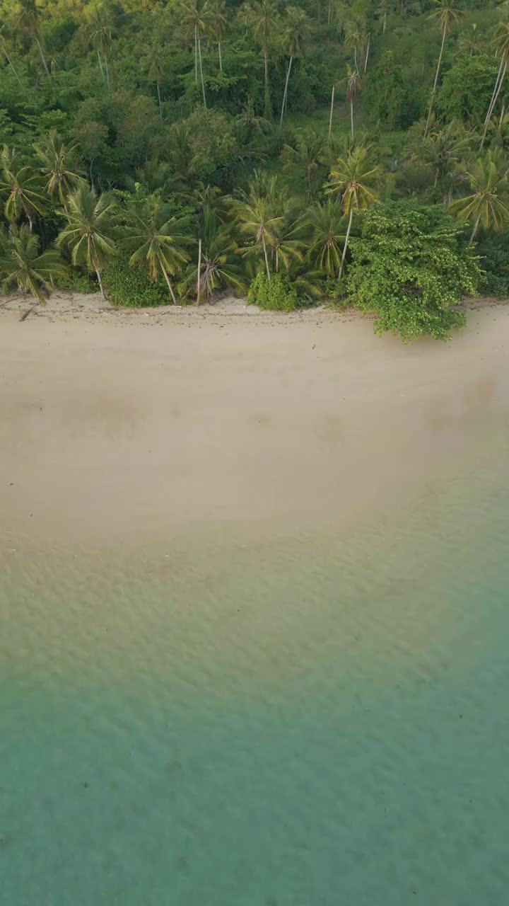 空中海景、沙滩、波浪自然风光、椰树、棕榈树、热带雨林夏季视频素材