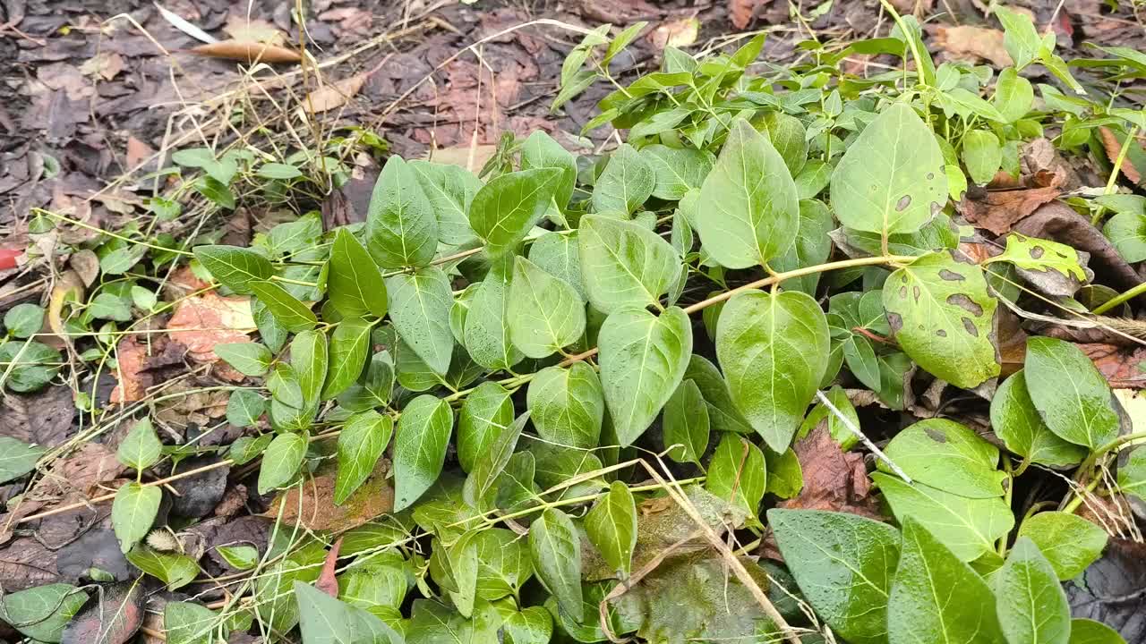 在花园里的一种小植物，初冬时长着绿色的叶子视频下载