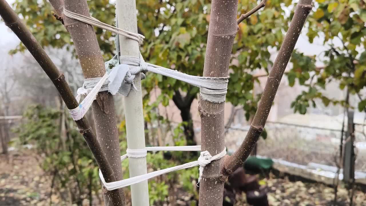 花园里的一棵无花果树，树上系着白色的铁丝视频下载