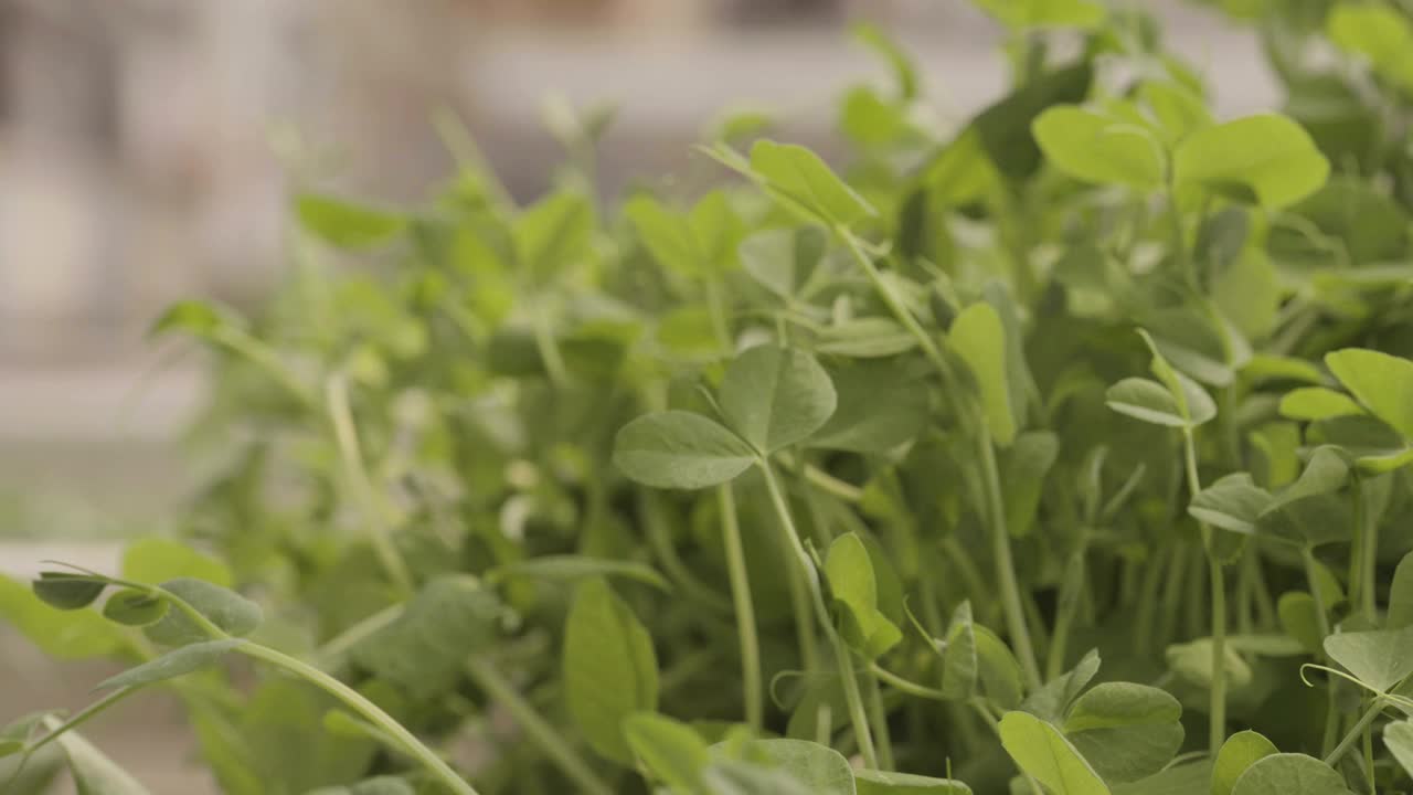 双手倾向于检查种植有机微型蔬菜视频下载