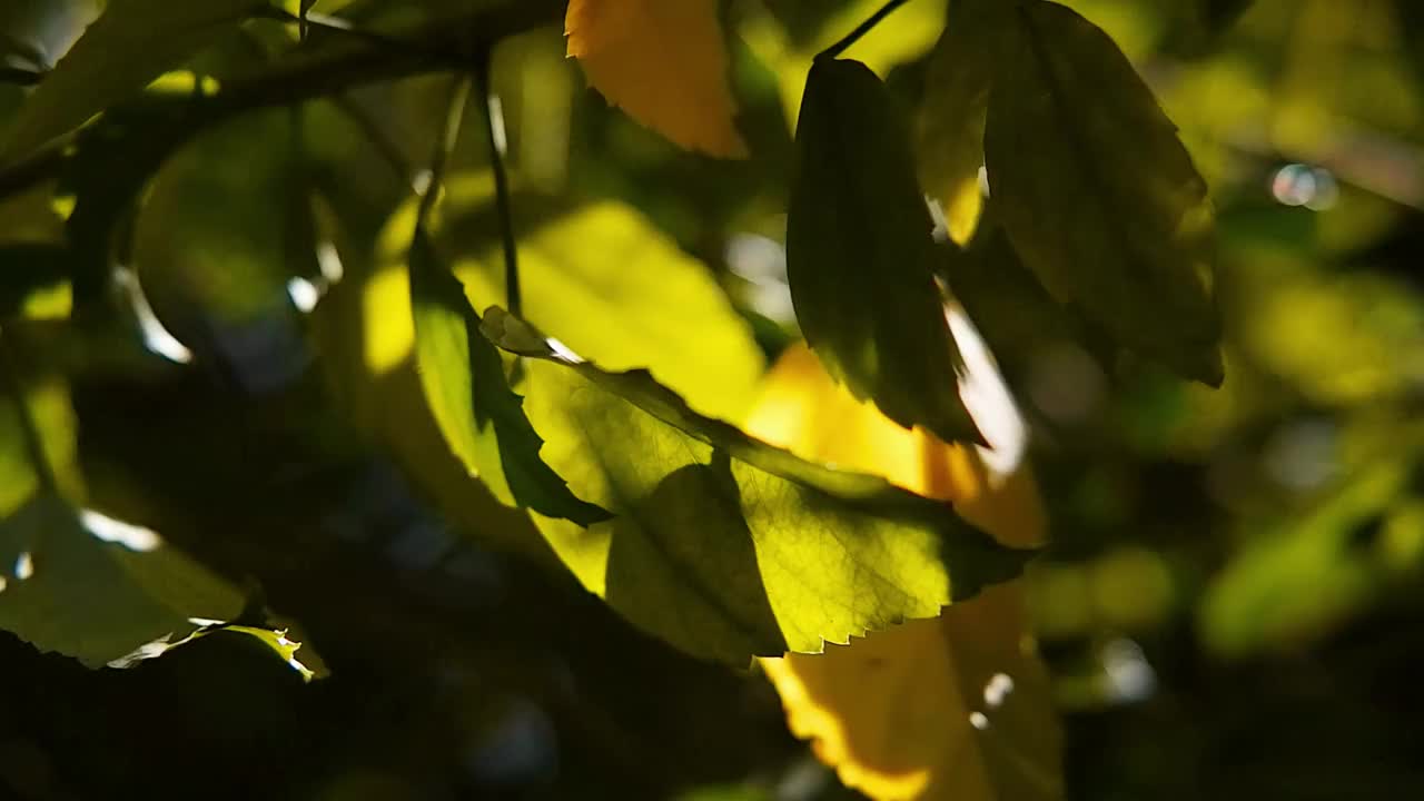 在散景的自然背景下，热带花园的秋叶枝在风和阳光下绽放视频素材