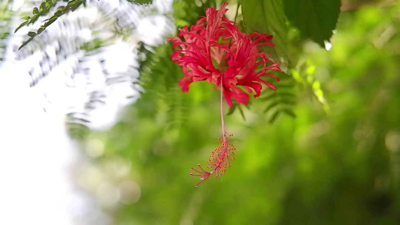 盛开的红色仰光爬山虎花枝在风和阳光在散景自然背景的热带花园视频素材