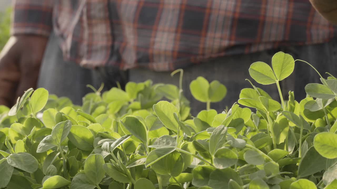 非洲裔美国男性在温室里收获新鲜的有机微型蔬菜视频下载