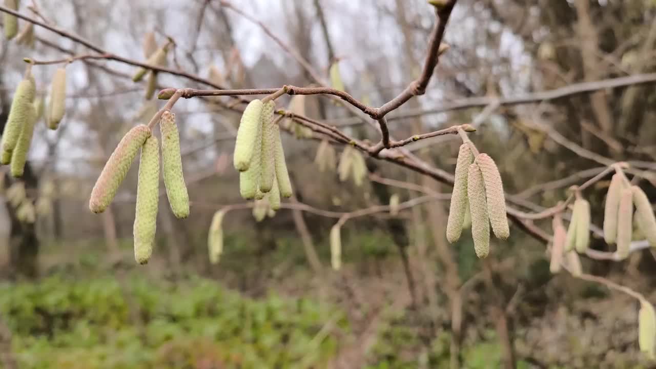 冬天，榛树上开着花视频下载