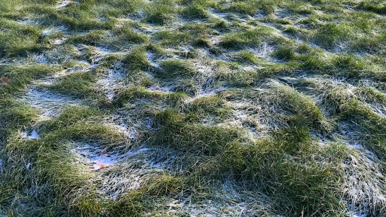 森林里的草地上结着霜和雪视频素材