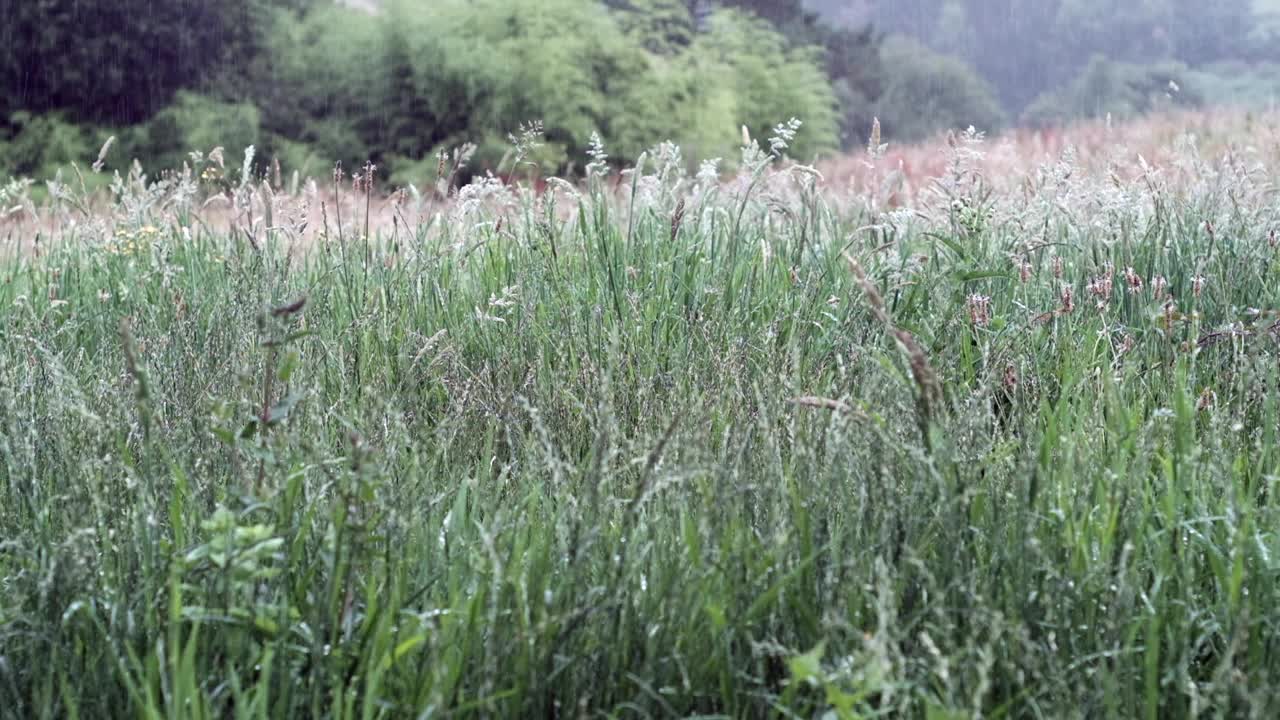 草地上的雨滴:黄昏时大自然的小夜曲视频素材