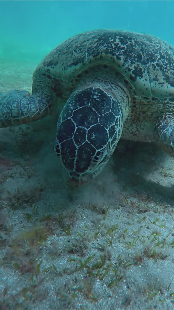 海龟在沙质海底吃绿海草的特写，扬起淤泥云视频素材