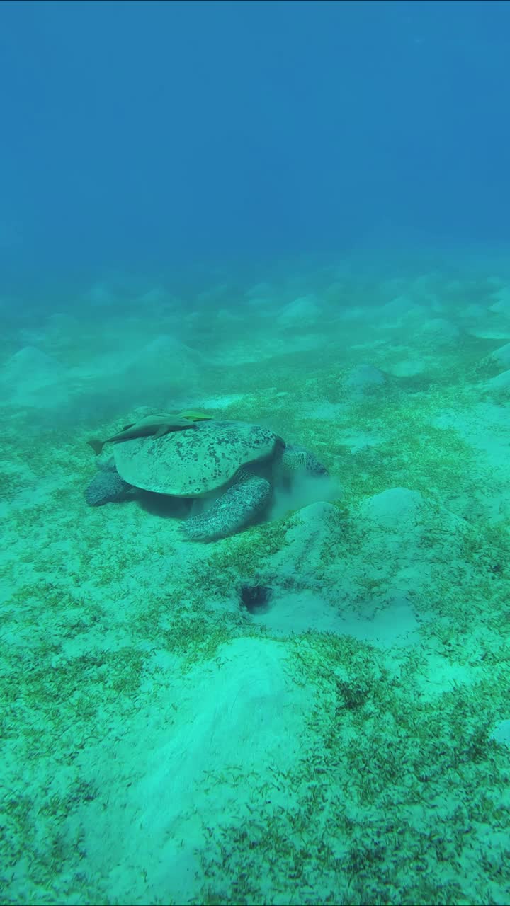 海龟在多山的沙质海底吃绿色的海草，慢动作视频素材